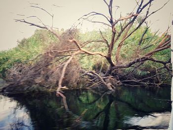 Bare tree by lake in forest against sky