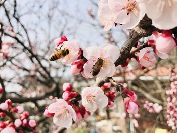 Close-up of pink cherry blossom