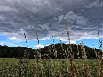 Scenic view of field against sky