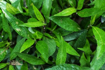 High angle view of wet plant leaves during rainy season