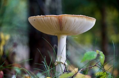 Close-up of mushroom growing on field