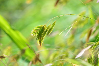 Close-up of fresh green plant in field