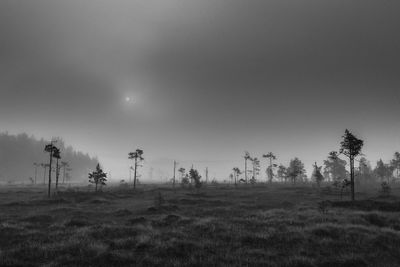 Trees on bog against sky with sun peaking through fog