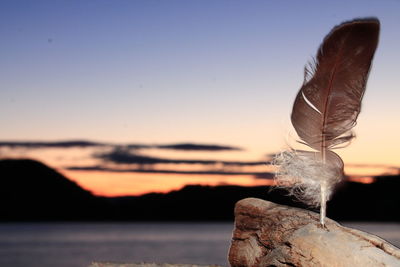 Close-up of feather against sky during sunset