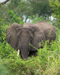 African elephant, loxodonta africana, kazinga channel, uganda