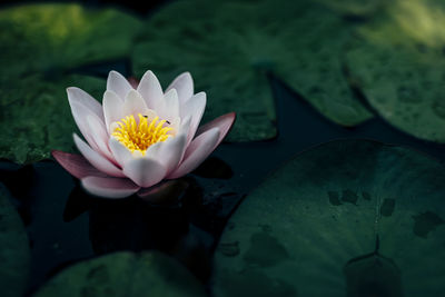 Beautiful water plants floating in the water like lotus in soft natural light.