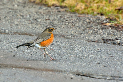 Close-up of a bird on the road