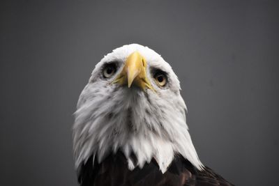Close-up of bald eagle against blurred background