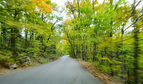Road amidst trees in forest