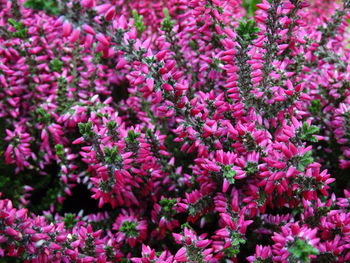 Full frame shot of pink flowering plants