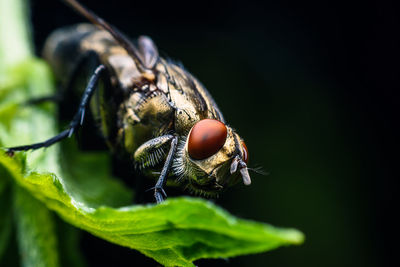 Close-up of insect on leaf