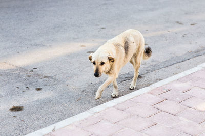 High angle view of dog walking on footpath