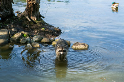 High angle view of turtle in lake