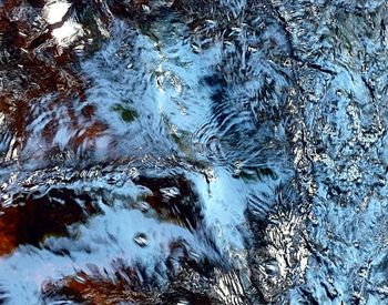 Close-up of tree in water