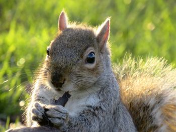 Close-up of squirrel eating in hyde park, london