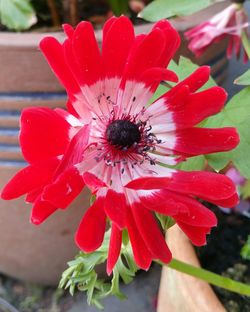 Close-up of insect on red flower