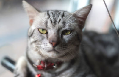 Close-up portrait of a cat