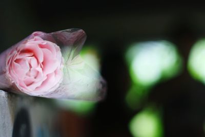 Close-up of pink rose