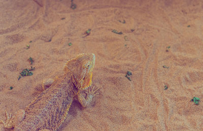 High angle view of lizard on sand at beach