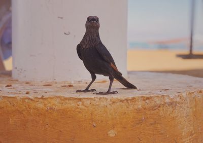 Bird perching on retaining wall