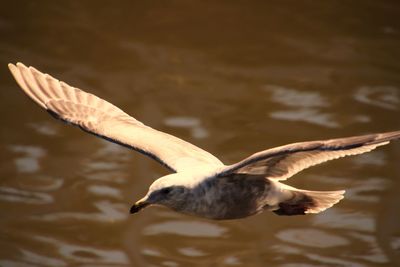 Close-up of seagull flying