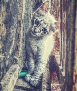 Close-up portrait of kitten on tree trunk