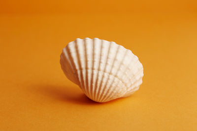 Close-up of seashell on orange background