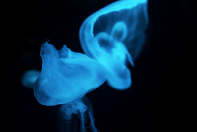 Close-up of jellyfish swimming in aquarium