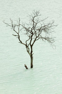 View of birds in lake