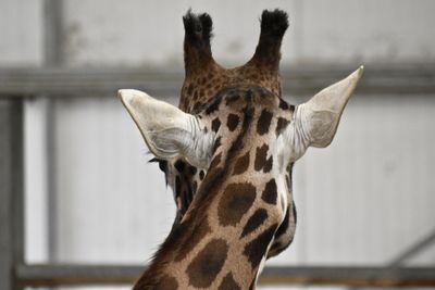 Close-up of a giraffe rear view 