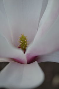 Full frame shot of flower