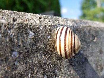 Close-up of snail