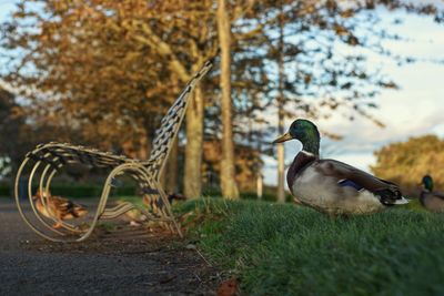 Close-up of a bird on field