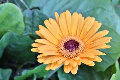 Close-up of yellow flower