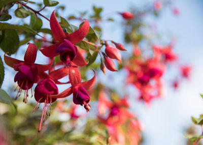 Close-up of red flowers blooming on tree against sky