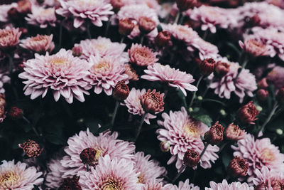 Full frame shot of pink flowering plants