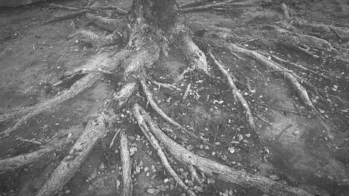 Full frame shot of tree
