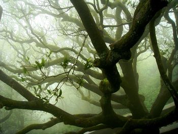 Low angle view of tree against sky