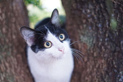 Close-up portrait of a cat