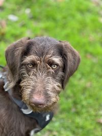 Close-up portrait of dog