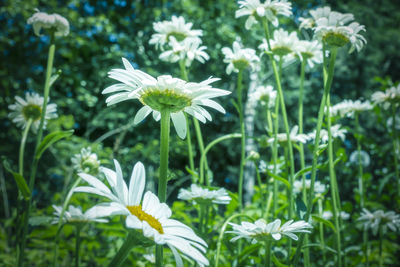 Close-up of white flowering plant