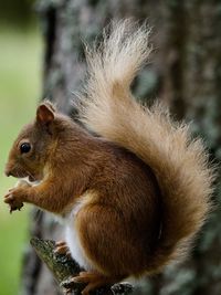 animal