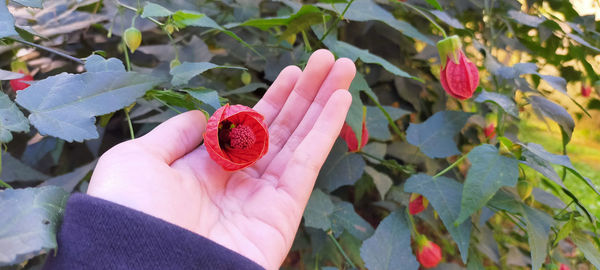 Close-up of hand holding red flower