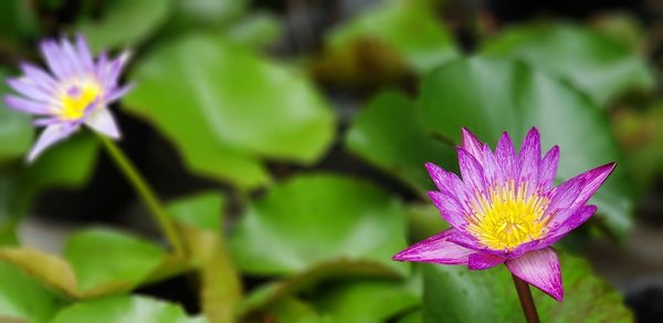 Close-up of pink lotus water lily