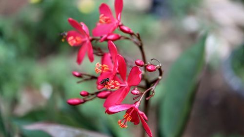 Close-up of red flowering plant