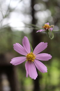 Close-up of pink cosmos flower