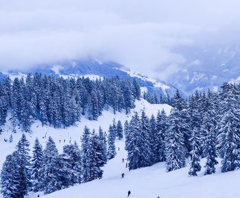 Snow covered land and trees against sky