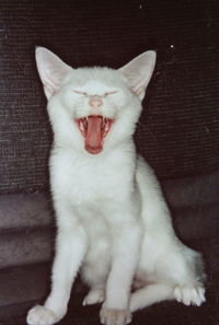 Close-up of cat sitting on floor