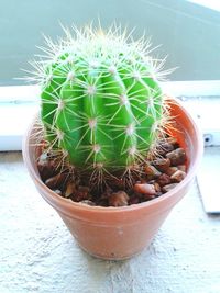 Close-up of potted cactus plant