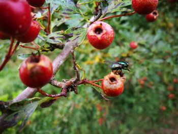 Close-up of apples growing on tree